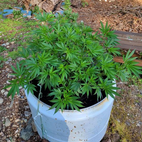 Lemon Sour Diesel 🍋 🍋 🍋 1 - Queen growlog timeline photo