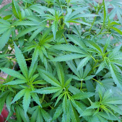 Lemon Sour Diesel 🍋 🍋 🍋 1 - Queen growlog timeline photo
