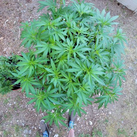 Lemon Sour Diesel 🍋 🍋 🍋 1 - Queen growlog timeline photo