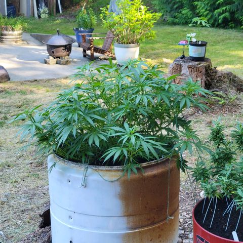 Lemon Sour Diesel 🍋 🍋 🍋 1 - Queen growlog timeline photo