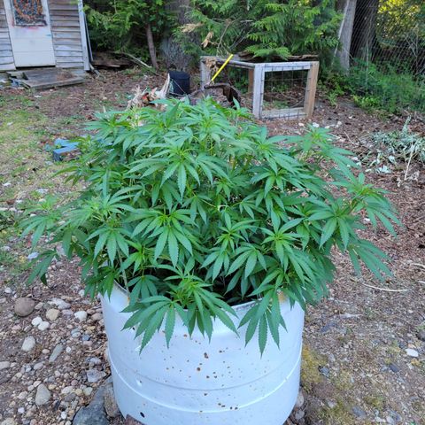 Lemon Sour Diesel 🍋 🍋 🍋 1 - Queen growlog timeline photo