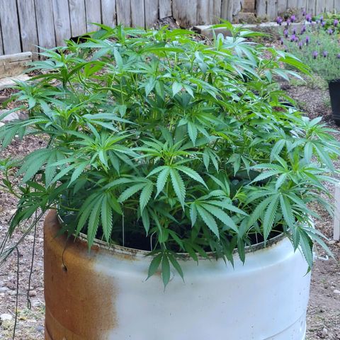 Lemon Sour Diesel 🍋 🍋 🍋 1 - Queen growlog timeline photo