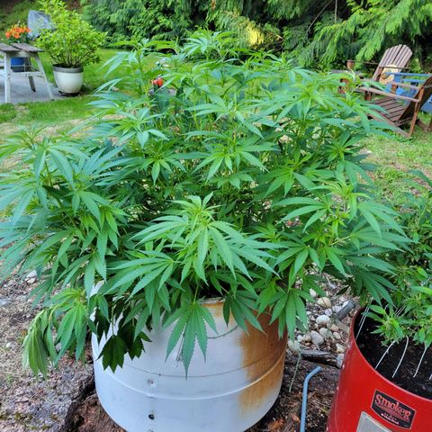 Lemon Sour Diesel 🍋 🍋 🍋 1 - Queen growlog timeline photo