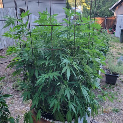 Lemon Sour Diesel 🍋 🍋 🍋 1 - Queen growlog timeline photo