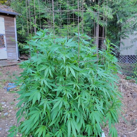 Lemon Sour Diesel 🍋 🍋 🍋 1 - Queen growlog timeline photo
