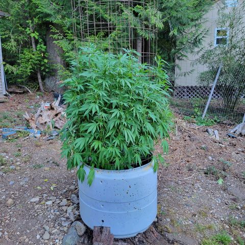 Lemon Sour Diesel 🍋 🍋 🍋 1 - Queen growlog timeline photo