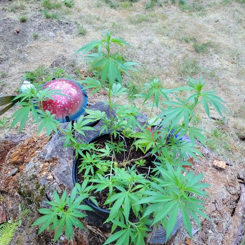 Lemon Sour Diesel 🍋 🍋 🍋 🍋 2 growlog timeline photo