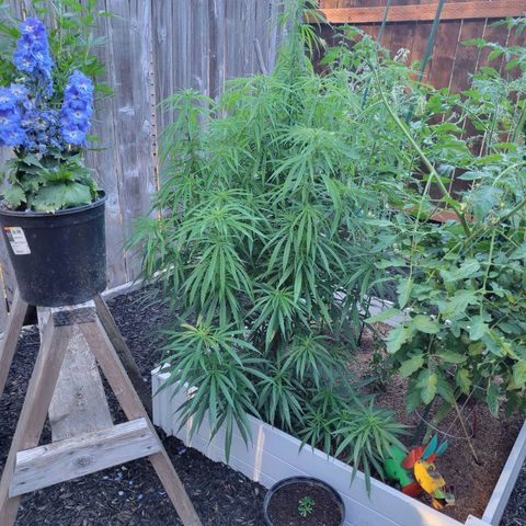Lemon Sour Diesel 🍋 🍋 🍋 1 - Queen growlog photo: New cuts from the for different Chemdawg plants. 