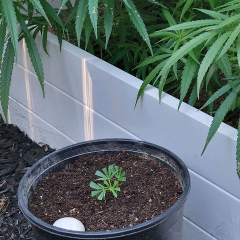 Lemon Sour Diesel 🍋 🍋 🍋 1 - Queen growlog photo: New cuts from the for different Chemdawg plants. 