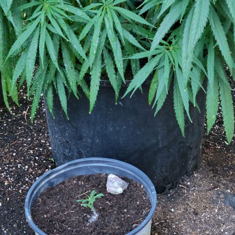 Lemon Sour Diesel 🍋 🍋 🍋 1 - Queen growlog photo: New cuts from the for different Chemdawg plants. 
