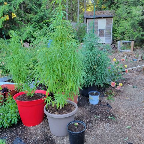 Lemon Sour Diesel 🍋 🍋 🍋 1 - Queen growlog photo: New cuts from the for different Chemdawg plants. 