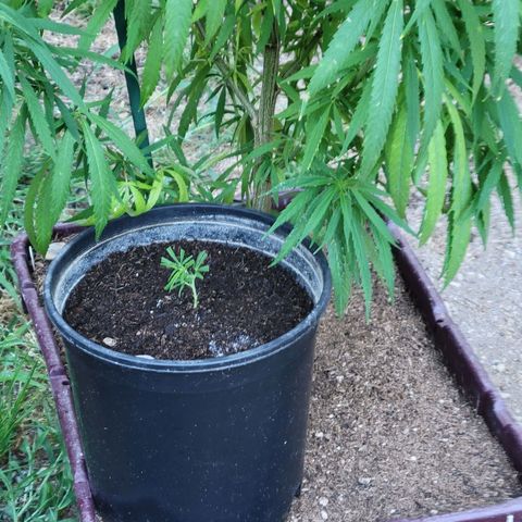 Lemon Sour Diesel 🍋 🍋 🍋 1 - Queen growlog photo: New cuts from the for different Chemdawg plants. 