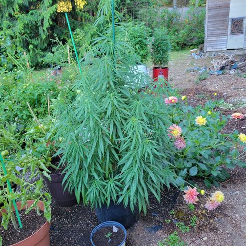 Lemon Sour Diesel 🍋 🍋 🍋 1 - Queen growlog photo: New cuts from the for different Chemdawg plants. 