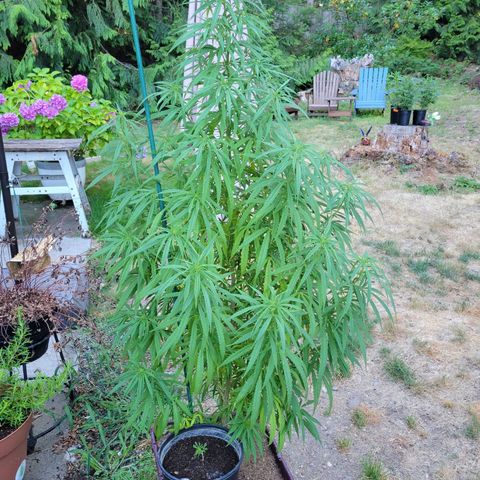 Lemon Sour Diesel 🍋 🍋 🍋 1 - Queen growlog photo: New cuts from the for different Chemdawg plants. 