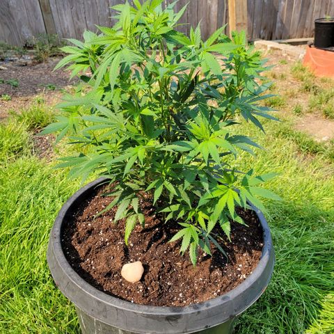 Lemon Sour Diesel 🍋 🍋 🍋 🍋 2 growlog timeline photo