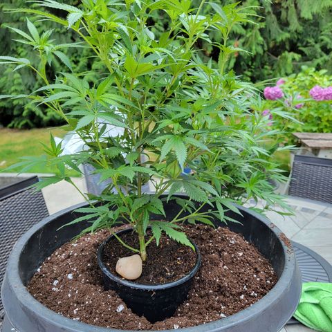 Lemon Sour Diesel 🍋 🍋 🍋 🍋 2 growlog photo: One of two plants transplanted into bigger pots. Rock added to track. 