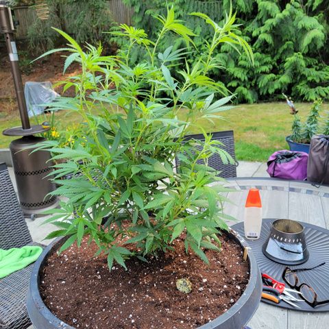 Lemon Sour Diesel 🍋 🍋 🍋 🍋 1  growlog timeline photo