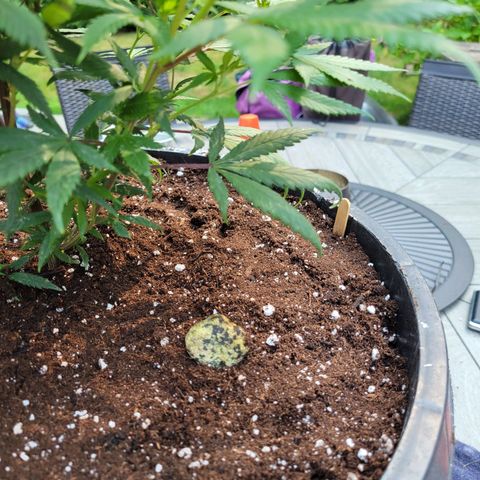Lemon Sour Diesel 🍋 🍋 🍋 🍋 1  growlog timeline photo