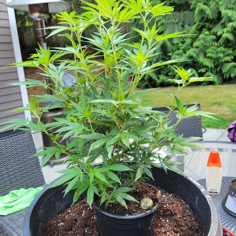 Lemon Sour Diesel 🍋 🍋 🍋 🍋 1  growlog photo: Transplanted one plant into a bigger pot.