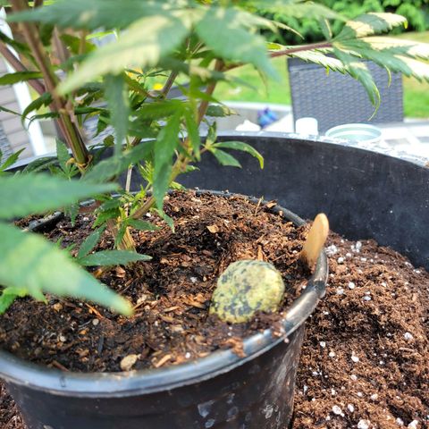 Lemon Sour Diesel 🍋 🍋 🍋 🍋 1  growlog photo: Transplanted one plant into a bigger pot.