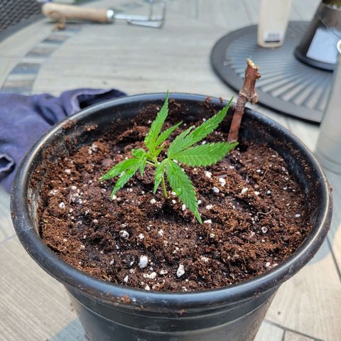 Lemon Sour Diesel 🍋 🍋 🍋 1 - Queen growlog photo: Cut from one of the two Lemon Sour Diesel plants that were put in the bigger pots. 