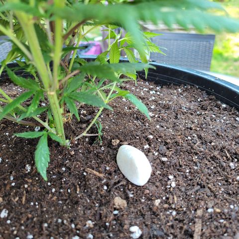 Lemon Sour Diesel 🍋 🍋 🍋 🍋 2 growlog photo: Second plant into bigger pot. 
Used mix soil. 
