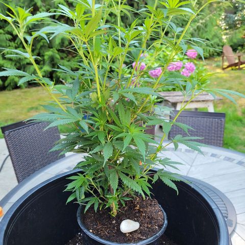 Lemon Sour Diesel 🍋 🍋 🍋 🍋 2 growlog photo: Second plant into bigger pot. 
Used mix soil. 