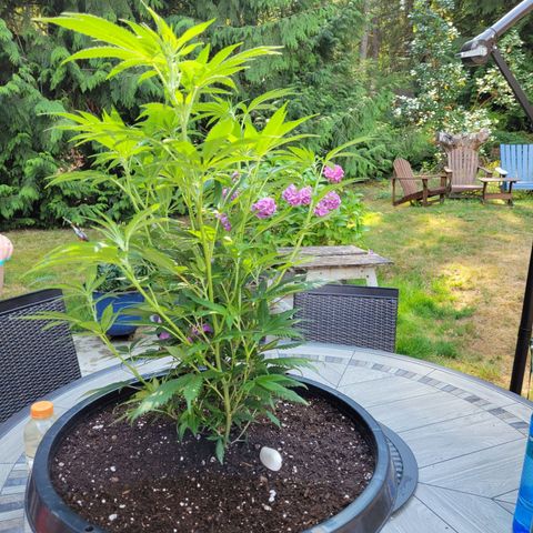 Lemon Sour Diesel 🍋 🍋 🍋 🍋 2 growlog photo: Second plant into bigger pot. 
Used mix soil. 