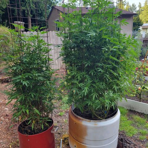 Lemon Sour Diesel 🍋 🍋 🍋 1 - Queen growlog timeline photo