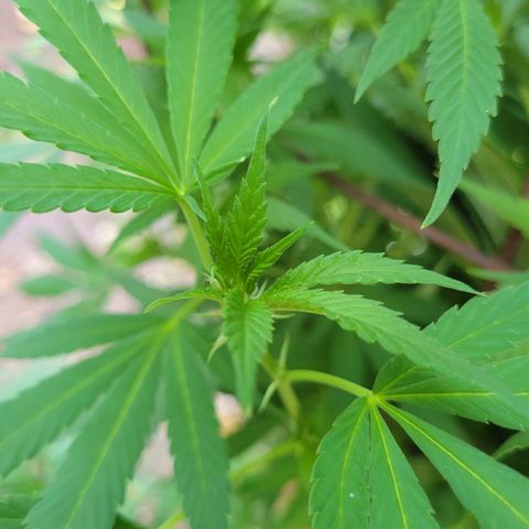 Lemon Sour Diesel 🍋 🍋 🍋 1 - Queen growlog timeline photo