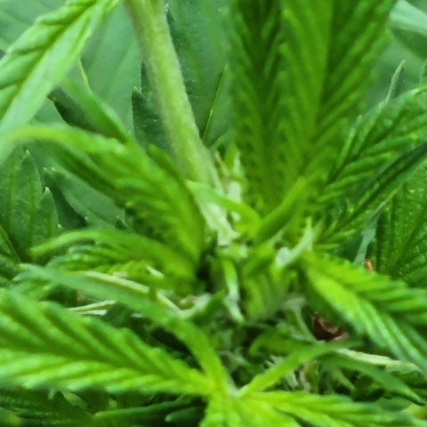 Lemon Sour Diesel 🍋 🍋 🍋 🍋 2 growlog timeline photo