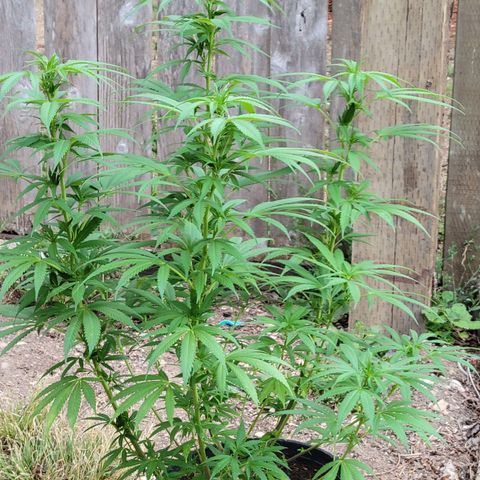 Lemon Sour Diesel 🍋 🍋 🍋 🍋 2 growlog timeline photo