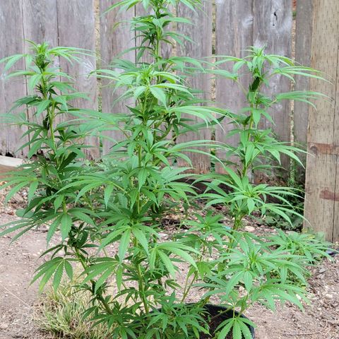 Lemon Sour Diesel 🍋 🍋 🍋 🍋 2 growlog timeline photo
