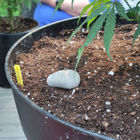 Lemon Sour Diesel 🍋 🍋 🍋 🍋 1  growlog timeline photo