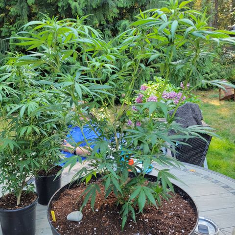 Lemon Sour Diesel 🍋 🍋 🍋 🍋 1  growlog timeline photo