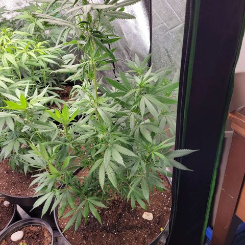 Lemon Sour Diesel 🍋 🍋 🍋 🍋 1  growlog timeline photo