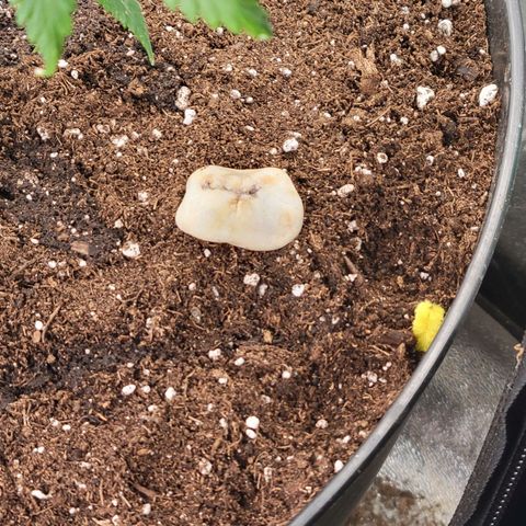 Lemon Sour Diesel 🍋 🍋 🍋 🍋 1  growlog timeline photo