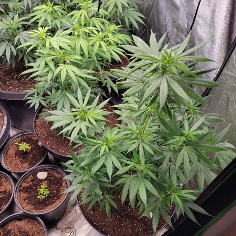 Lemon Sour Diesel 🍋 🍋 🍋 🍋 1  growlog timeline photo