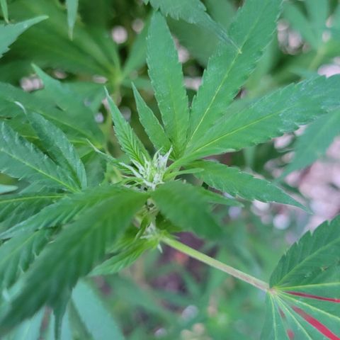 Lemon Sour Diesel 🍋 🍋 🍋 1 - Queen growlog timeline photo