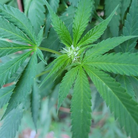 Lemon Sour Diesel 🍋 🍋 🍋 1 - Queen growlog timeline photo