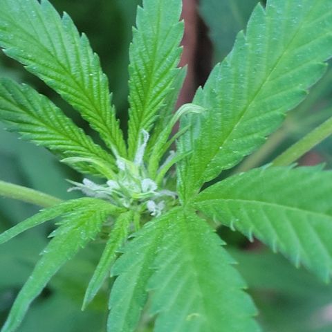 Lemon Sour Diesel 🍋 🍋 🍋 1 - Queen growlog timeline photo