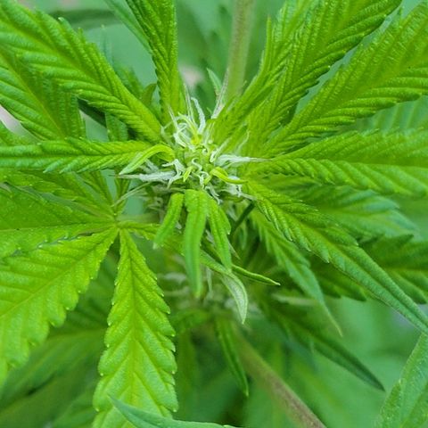 Lemon Sour Diesel 🍋 🍋 🍋 🍋 2 growlog timeline photo