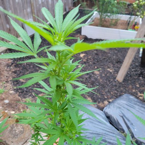 Lemon Sour Diesel 🍋 🍋 🍋 🍋 2 growlog timeline photo