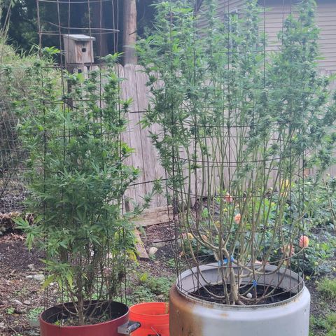Lemon Sour Diesel 🍋 🍋 🍋 1 - Queen growlog timeline photo