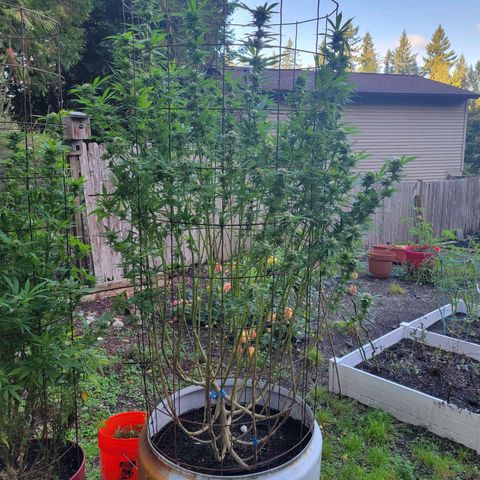 Lemon Sour Diesel 🍋 🍋 🍋 1 - Queen growlog timeline photo