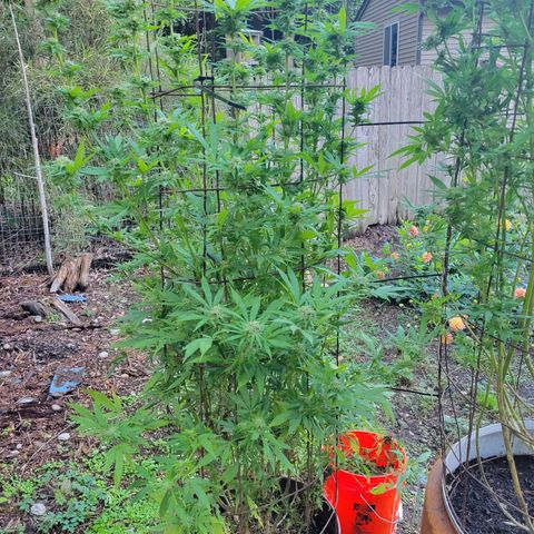 Lemon Sour Diesel 🍋 🍋 🍋 1 - Queen growlog timeline photo