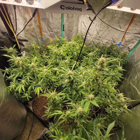 Lemon Sour Diesel 🍋 🍋 🍋 🍋 2 growlog timeline photo