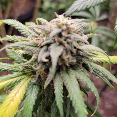 Lemon Sour Diesel 🍋 🍋 🍋 🍋 2 growlog timeline photo
