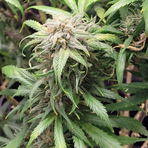Lemon Sour Diesel 🍋 🍋 🍋 🍋 2 growlog timeline photo