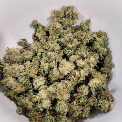 Lemon Sour Diesel 🍋 🍋 🍋 1 - Queen growlog timeline photo